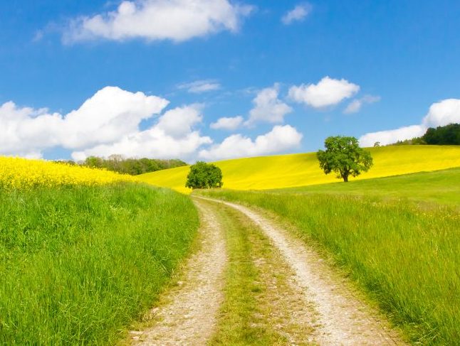 Weg im Frühling - Way in springtime